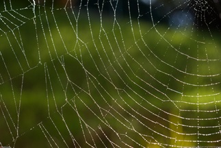 Spider Web