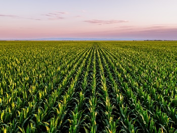 Rows of corn in a field at sunset