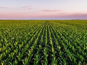 Rows of corn in a field at sunset