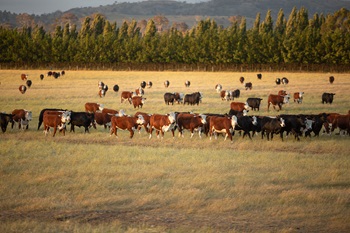 Cattle in pasture