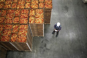 man next to crates of apples