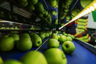 Robot sorting apples
