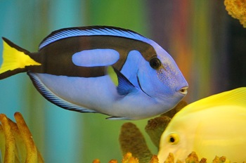 Blue Tang