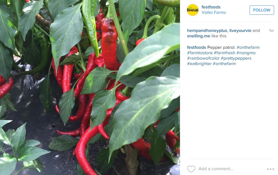 Festival Foods Example of Visual Storytelling