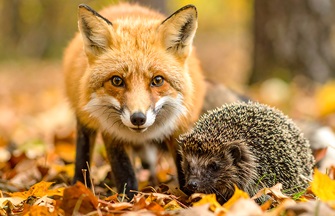 Fox and hedgehog among autumn leaves in a forest