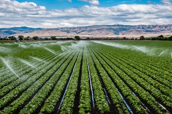 Lettuce_Farm_Water