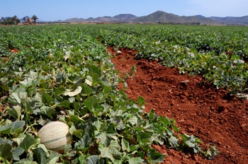 Melon Field