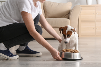 Person feeding dog food in a bowl