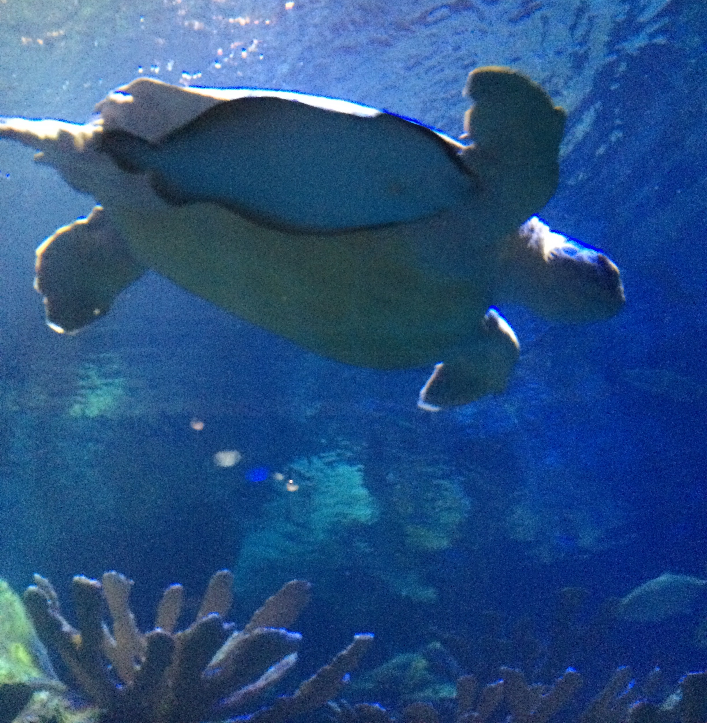 The 2014 Global Sustainability Summit reception at the New England Aquarium with a loggerhead sea turtle swimming around the Giant Ocean Tank. 