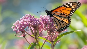 WEB_monarch-on-milkweed