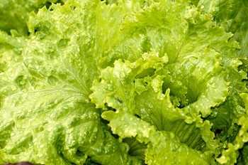 Wet Lettuce
