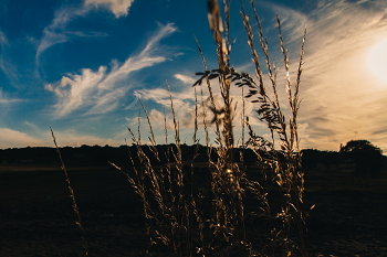 Wheat at Sunset