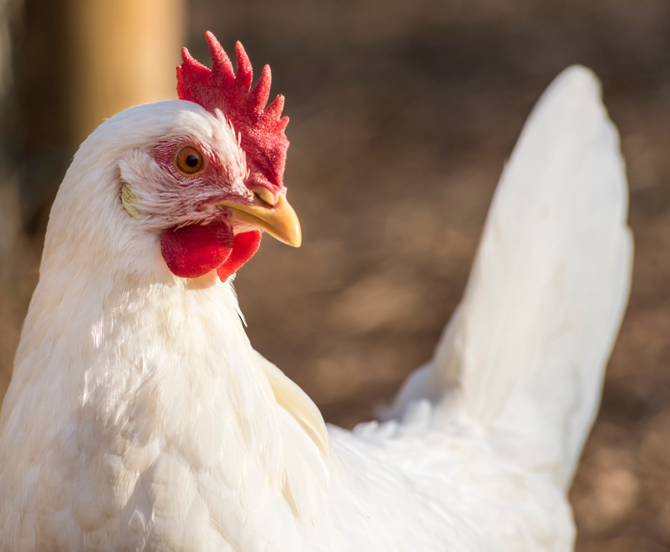 Challenges Associated with the Transition to Cage Free Eggs Study Feb 2023