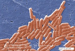 Salmonella CDC