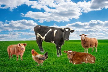 Animal Welfare Summit, pig, chicken, steer, and sheep depicted in a field
