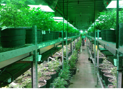 Hemp Derived Product Webinar