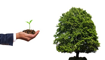tree
